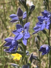 Thelymitra ixioides