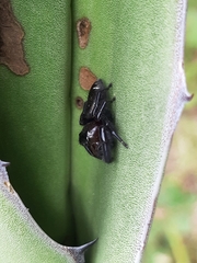 Paraphidippus