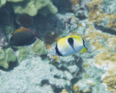 Chaetodon unimaculatus