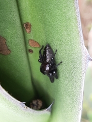 Paraphidippus