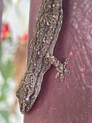 Hemidactylus frenatus