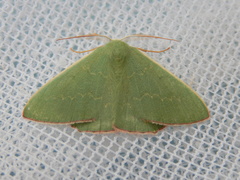 Prasinocyma semicrocea