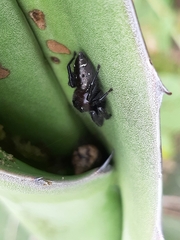 Paraphidippus