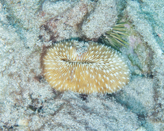 Lobactis scutaria