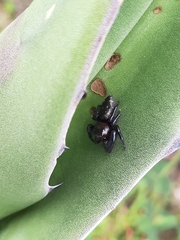 Paraphidippus