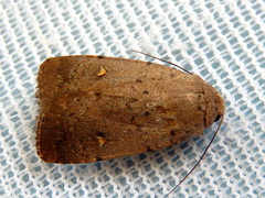 Proteuxoa tibiata