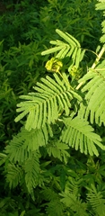 Desmanthus illinoensis