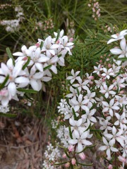 Philotheca hispidula