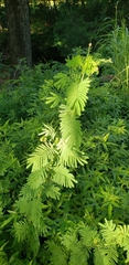 Desmanthus illinoensis