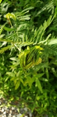 Desmanthus illinoensis