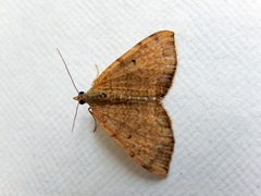 Scopula rubraria