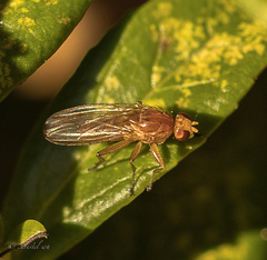 Sphaeroceroidea