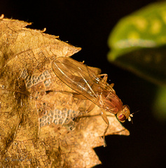 Sphaeroceroidea