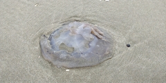 Rhizostoma pulmo