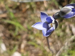 Thelymitra pauciflora