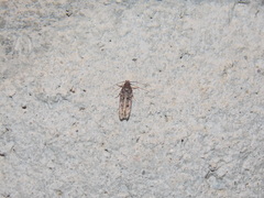 Gelechiini