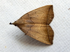 Simplicia armatalis