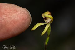 Caladenia transitoria
