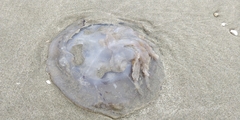 Rhizostoma pulmo