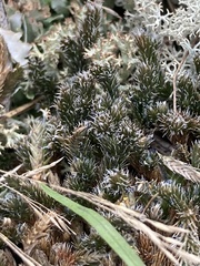 Selaginella rupestris