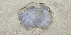 Rhizostoma pulmo