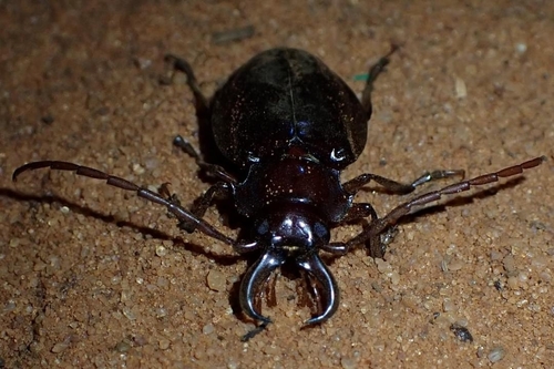 Notophysis folchinii