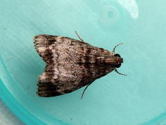 Stericta concisella