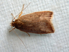 Syringoseca mimica