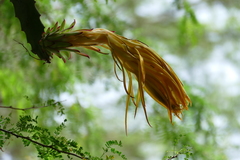 Selenicereus triangularis