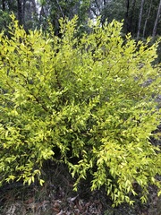 Persoonia oblongata