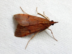 Uresiphita ornithopteralis