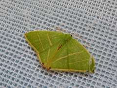 Urolitha bipunctifera