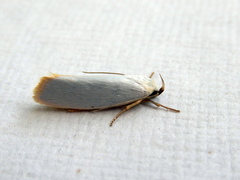 Xylorycta assimilis