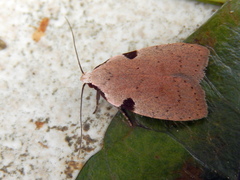 Zonopetala quadripustulella