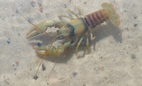 Faxonius luteus