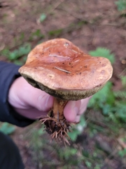 Cyanoboletus pulverulentus
