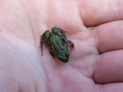 Cacosternum boettgeri