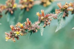 Triumfetta rhomboidea