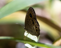 Ypthima stellera