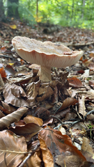 Amanita novinupta
