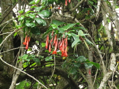 Fuchsia venusta