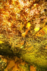 Bovichtus angustifrons