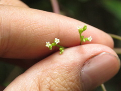 Valeriana clematitis