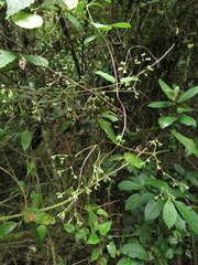 Valeriana clematitis