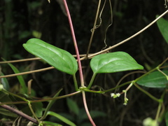 Valeriana clematitis