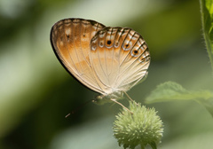 Cupha myronides
