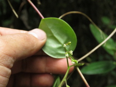 Valeriana clematitis