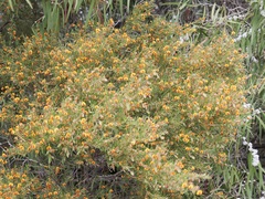 Bossiaea linophylla