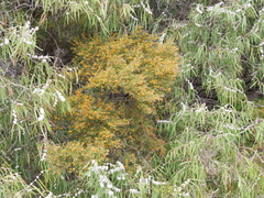 Bossiaea linophylla