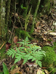 Botrypus virginianus